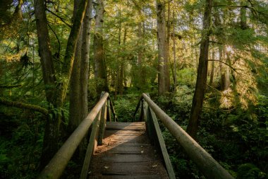 Kuzeybatı Pasifik Ormanı 'ndaki ahşap köprüde altın sabah ışığı.