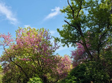 Baharda mavi gökyüzünün altında Yehuda ağacı ve yeşil ağaç örtüsü açar.