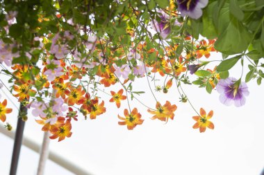 Yeşil renkte sallanan çiçeklerin narin, alçak açılı görüntüsü.