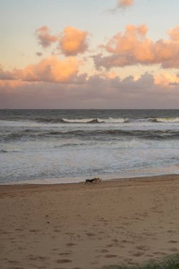 İnsanlar okyanus kıyısında köpeklerle yürür.