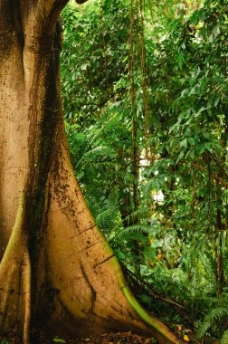 El Yunque, Porto Riko 'daki ağaç temeli ve sık ormanlara yakın çekim
