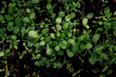 Topraktan çıkan mikroyeşil tohumlar