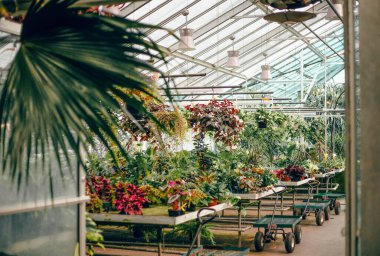 Egzotik bitkilerle dolu cam sera ve beyaz ışıklı eşyalar.