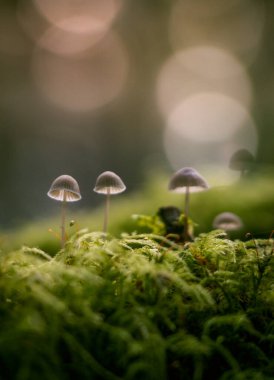 Moss 'un üzerinde küçük şeffaf mantarlar