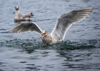 Sakin suda balık avlayan martılar.