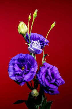 Kırmızı Arkaplanda Canlı Mor Eustoma Çiçekleri ve Tomurcukları