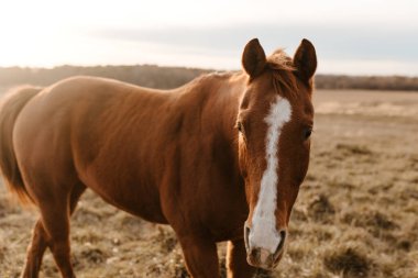 Kestane at gün batımında çimenli Kansas sahasında duruyor..