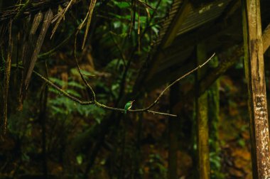 Porto Rikolu Tody, El Yunque ormanındaki yosun dalına tünemişti.