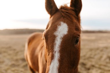 Kansas 'ta beyaz alevi olan kestane atının yakın çekimi..