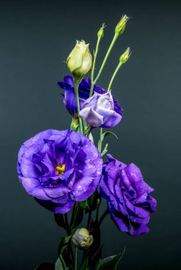 Gri Arkaplanda Serene Purple Eustoma Çiçekleri ve Buds