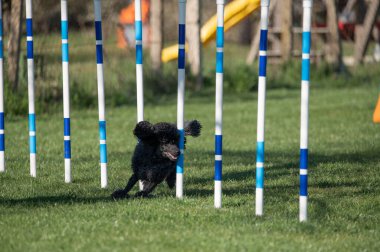 Köpek Yavrusu Kanişi çeviklik yarışmalarında koşuyor.
