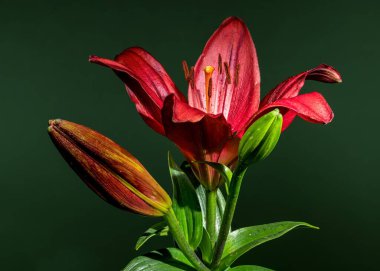 Regal Red Lily ve Buds Koyu Yeşil Arkaplanda
