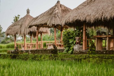 Pirinç tarlaları arasında sazdan çatılı bambu kulübeleri inşa ediyorlar.