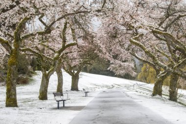 Karla kaplı yürüyüş yolu çiçek açan kiraz ağaçlarıyla dolu.