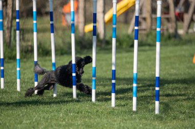 Köpek Yavrusu Kanişi çeviklik yarışmalarında koşuyor.