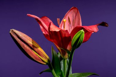 Koyu Mor Arkaplanda Canlı Kırmızı Zambaklar ve Buds