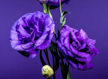 Eflatun Arkaplan Üzerinde Canlı Mor Eustoma Çiçekleri ve Tomurcukları