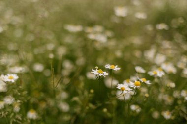 Çayırdaki papatya çiçekleri