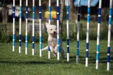 Lagotto Romagnolo çeviklik yarışmalarında koşuyor.