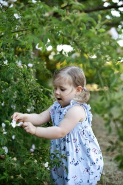 Gül goncalarına uzanan bir kız.