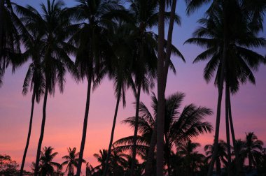 Pembe ve mor günbatımı gökyüzüne karşı palmiye ağacı siluetleri