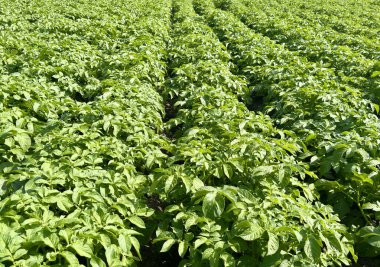 Budding Plants 'lı Patates Sıraları