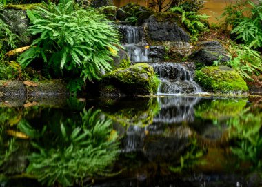 Eğreltiotlarıyla çevrili kayaların üzerinden akan sakin şelale.