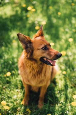 Mutlu bir köpeğin portresi Güneşli bir bahar çayırında oturuyor