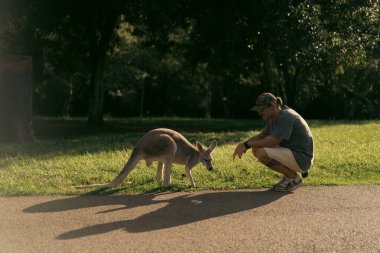 Adam gün batımında sessiz parkta kanguruyla buluşuyor.
