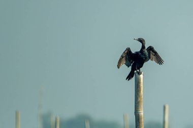Büyük karabatak yakın çekim