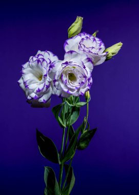 Mor Arkaplanda Sersemletici Beyaz ve Mor Eustoma Çiçekleri