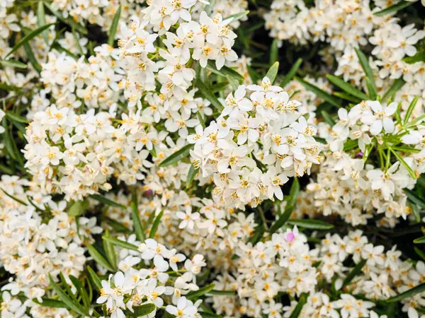 Meksika portakal çiçekleri çarpıcı bir çiçek dekoru oluşturuyor.