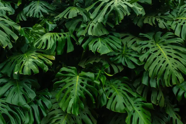 Monstera Deliciosa Yeşillik ve Tropikal Zarafet