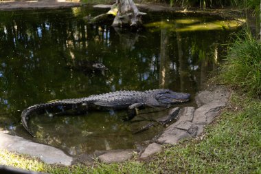 Timsah hayvanat bahçesi havuzunda dinleniyor.