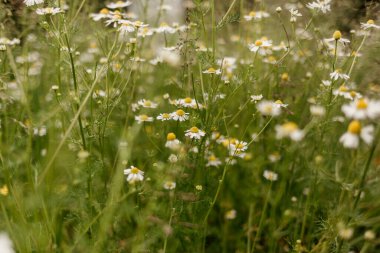 Çayırdaki papatya çiçekleri