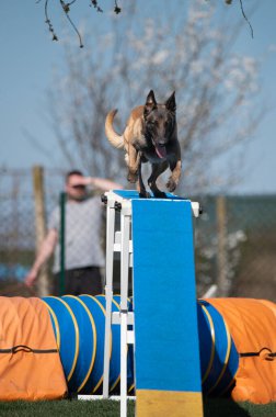 Belçikalı çoban. Çeviklik içinde köpek yarışı.