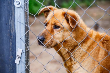 Kahverengi köpek Alcala de la Jovada 'da bir çitin arkasında