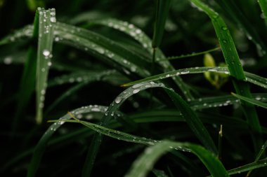 Yaz yağmurundan sonra bahçe yapraklarına yağmur damlaları