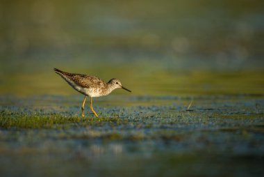Jamaika Körfezi 'ndeki bataklıkta daha az sarı bacaklı avlanıyor.