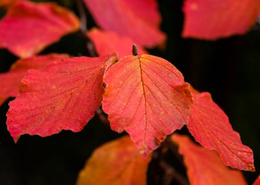 Sonbahar yaprakları koyu bir arkaplanda canlı kırmızı renkler gösterir