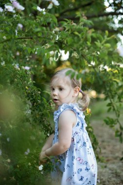 Çocuk kız gül ağacı çalılığına bakıyor. Doğal çerçeve