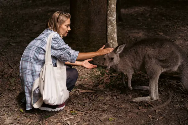 Avustralya Orman Tapınağı 'nda kanguru besleyen genç bir kadın
