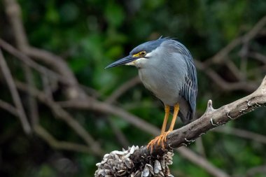 Balıkçıl, bir ağaç dalında bekliyor balığın geçmesini bekliyor.