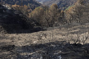 Yanan ağaçlar ve toprak yangından sonra bir dağı kaplıyor.