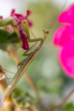 Peygamberdevesi canlı bahçe çiçeklerine karışıyor.