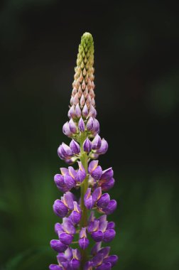 Yazın bahçede açan mor lupin çiçeğine yakın..