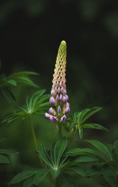 Yazın bahçede açan mor lupin çiçeğine yakın..