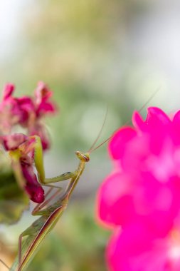 Peygamberdevesi canlı pembe çiçeğin yanında tünemiş.