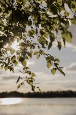 Yumuşak altın güneş ışığı altında sevimli kumlu göl kıyıları