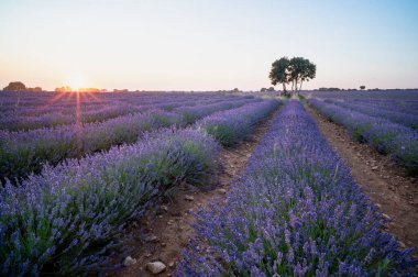 Yalnız Ağacıyla Yayılan Lavanta Tarlalarının Üzerinde Gün Batımı